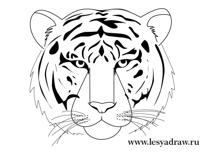 Как рисовать тигра 