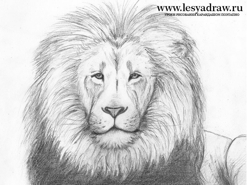 Как нарисовать льва карандашом поэтапно