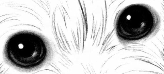 Как нарисовать глаза собаки карандашом поэтапно
