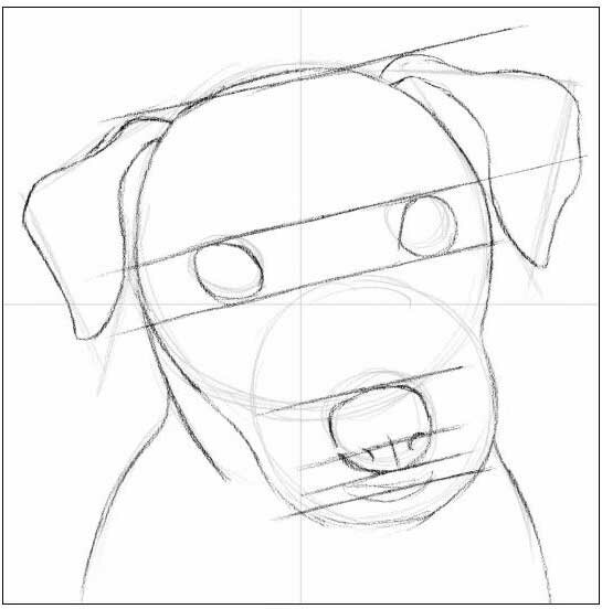 Основы рисования морды собаки