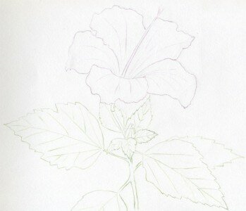Рисуем китайскую розу