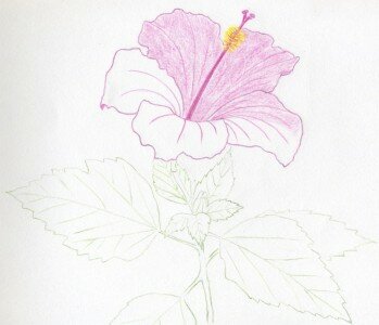 Как нарисовать китайскую розу поэтапно