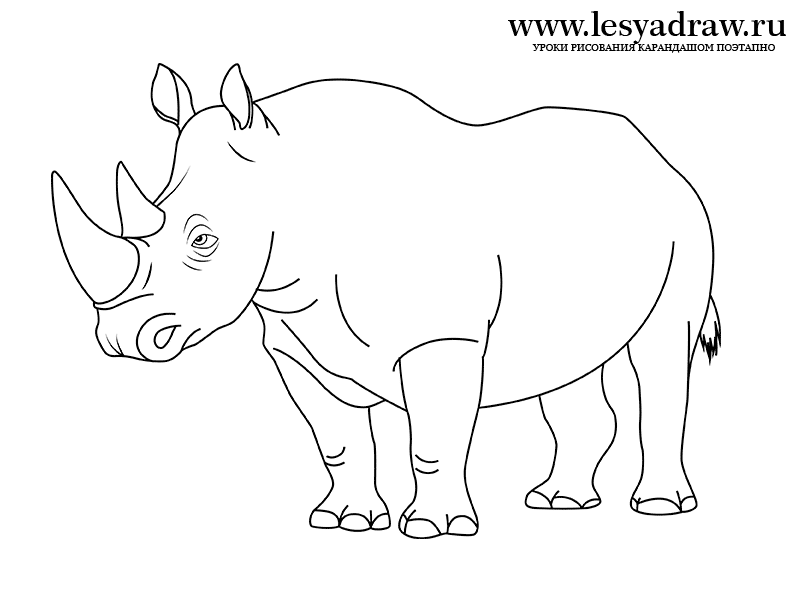 Как нарисовать носорога карандашом поэтапноКак нарисовать носорога карандашом поэтапно