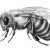 Как нарисовать пчелу карандашом поэтапно