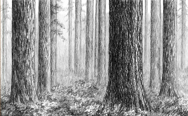 Как нарисовать лес карандашом поэтапно