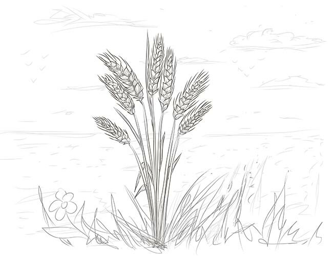 как нарисовать поле +с пшеницей