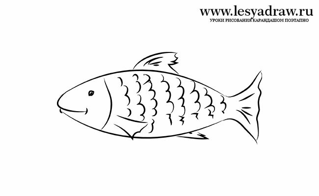 Рисунки риба постепенно - стъпка по стъпка как да се направи рисунка с молив риба риба