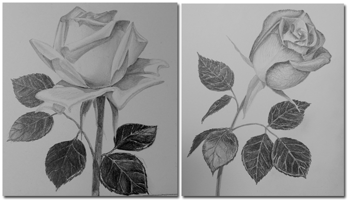 Как рисовать розу