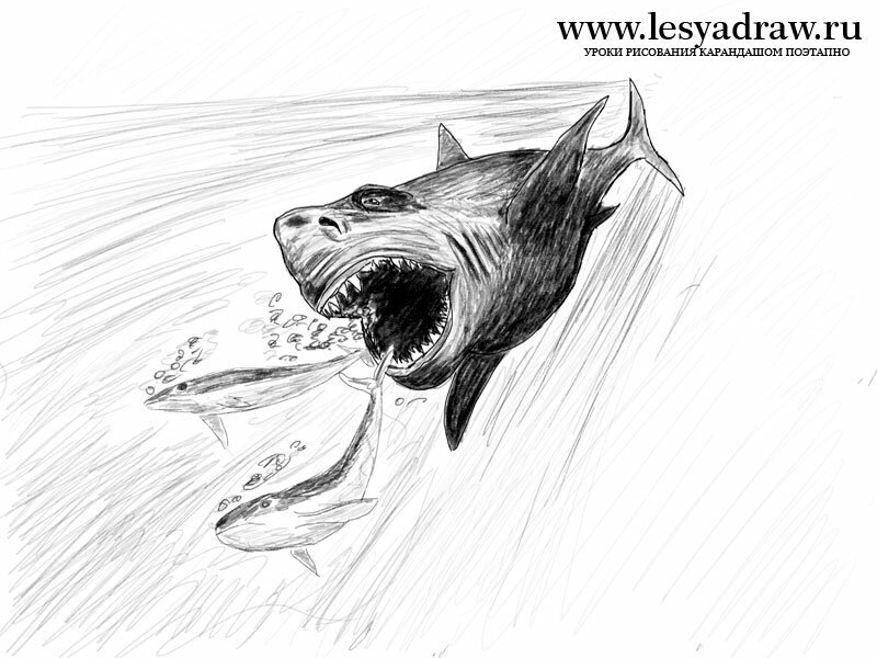 Как нарисовать акулу Мегалодона