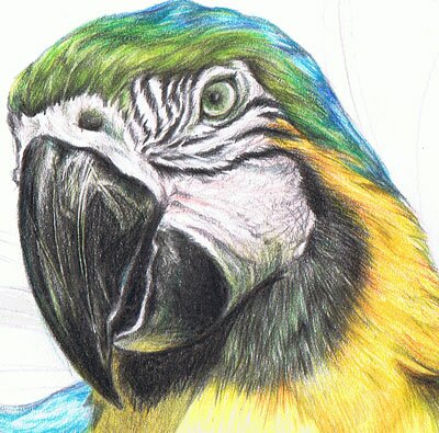 Как нарисовать попугая цветными карандашами