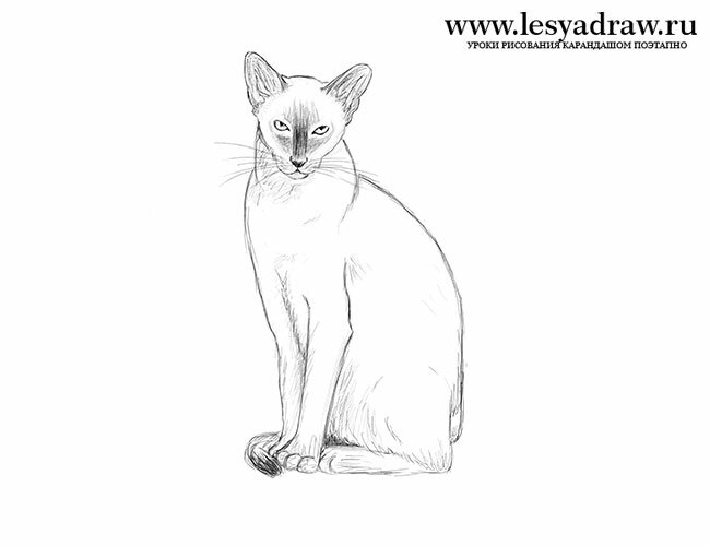 Как нарисовать сиамскую кошку карандашом поэтапно