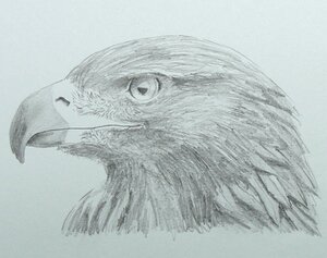 Как рисовать орла