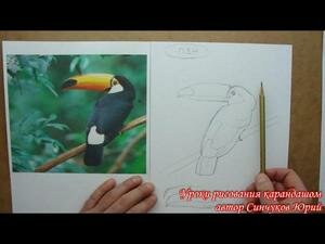 Видео-уроки рисования для взрослых