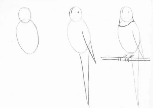 Как нарисовать волнистого попугайчика