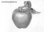 как нарисовать яблоко карандашом