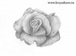 Как нарисовать розу карандашом для начинающих