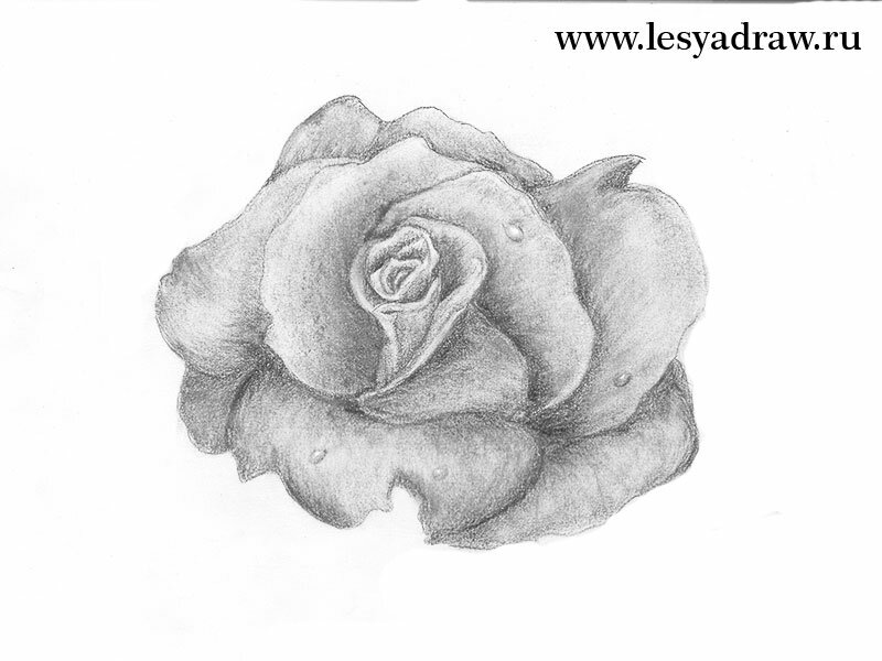 Как нарисовать розу карандашом для начинающих
