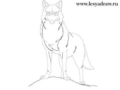 Как нарисовать аниме волка поэтапно, как нарисовать волка аниме