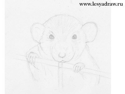 Как нарисовать крысу карандашом поэтапно