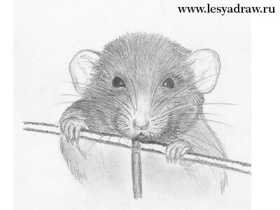 Как нарисовать крысу карандашом поэтапно