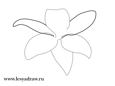 Как нарисовать лилию поэтапно