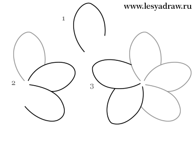 Как нарисовать цветок карандашом для начинающих, как нарисовать плюмерию