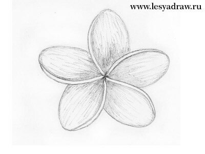 Как нарисовать цветок карандашом для начинающих, как нарисовать плюмерию
