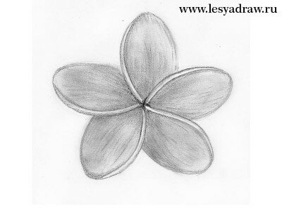 Как нарисовать цветок карандашом поэтапно для начинающих, как нарисовать плюмерию