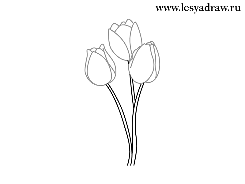 как нарисовать тюльпаны