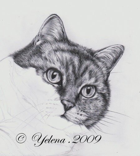 Как нарисовать кошку карандашом поэтапно