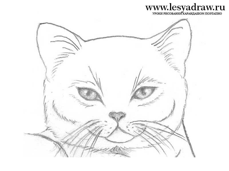 Легкий эскиз карандашом. Лёгкие рисунки для срисо. Кошка рисунок карандашом. Картинки для срисовки простым карандашом. Рисунок карандашом легкий.