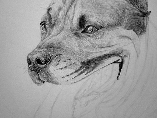 Как нарисовать челюсть у собаки