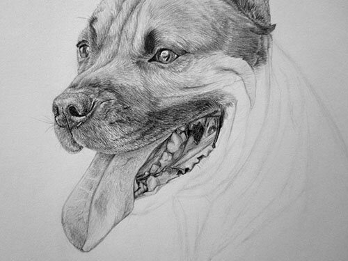 Как рисовать масть собаки