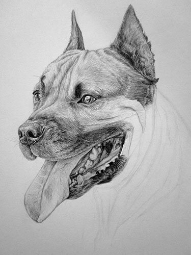 Как нарисовать челюсть собаки