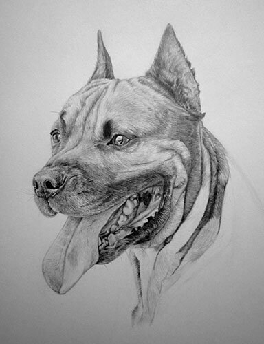 Как нарисовать собаку карандашом 