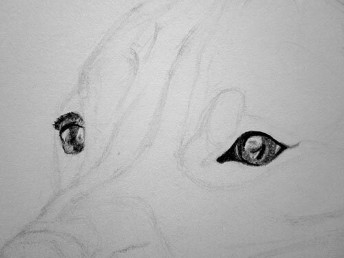 Как нарисовать глаза собаки карандашом 