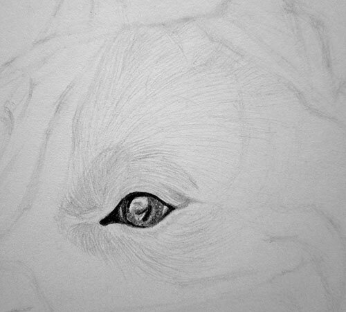 Как нарисовать глаз собаки карандашом поэтапно