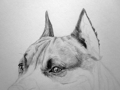 Как нарисовать уши у собаки карандашом поэтапно