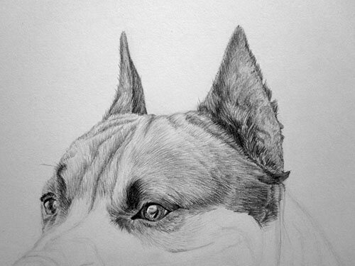 Как нарисовать собаку карандашом 