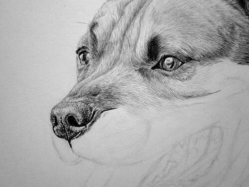 Как нарисовать нос у собаки