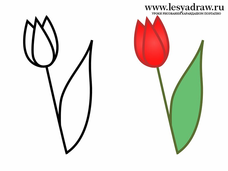 Как нарисовать тюльпан