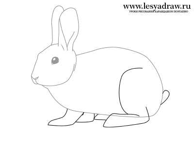 Как нарисовать зайца карандашом поэтапно