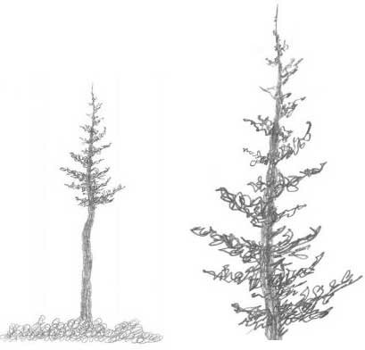 Как рисовать ветви деревьев
