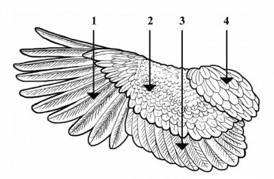 Строение крыла