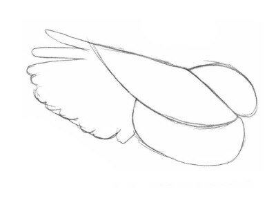 Как нарисовать крыло