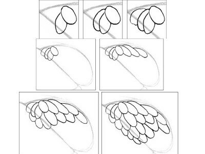 Как нарисовать крыло карандашом