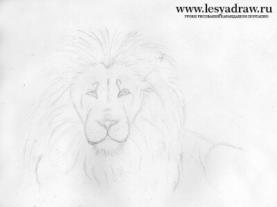 Как нарисовать голову льва