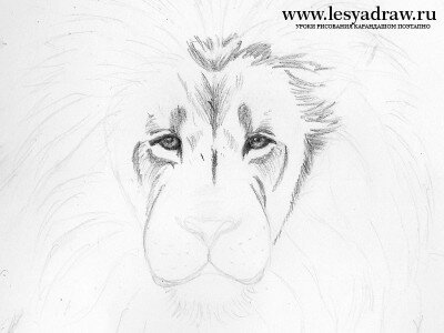 Как нарисовать голову льва карандашом поэтапно
