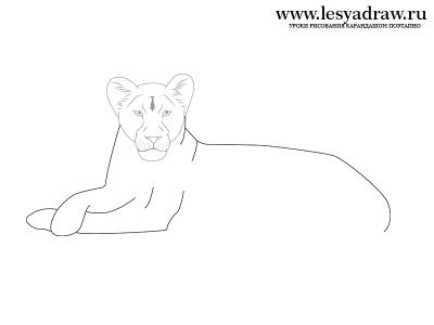 Как нарисовать тело львицы