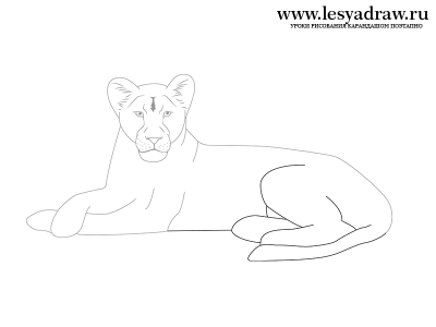 Как нарисовать львицу карандашом